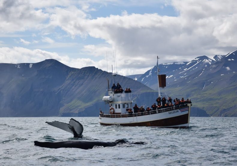 islandia_2026_amt (13)