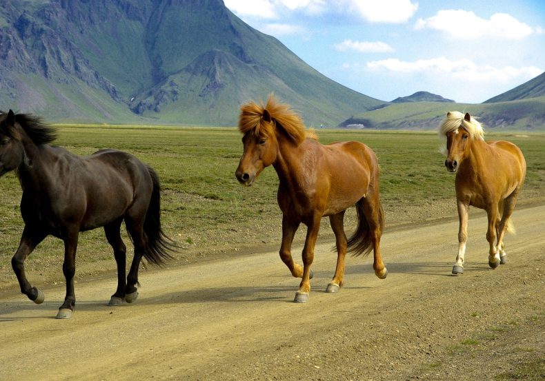 islandia_2026_amt (16)