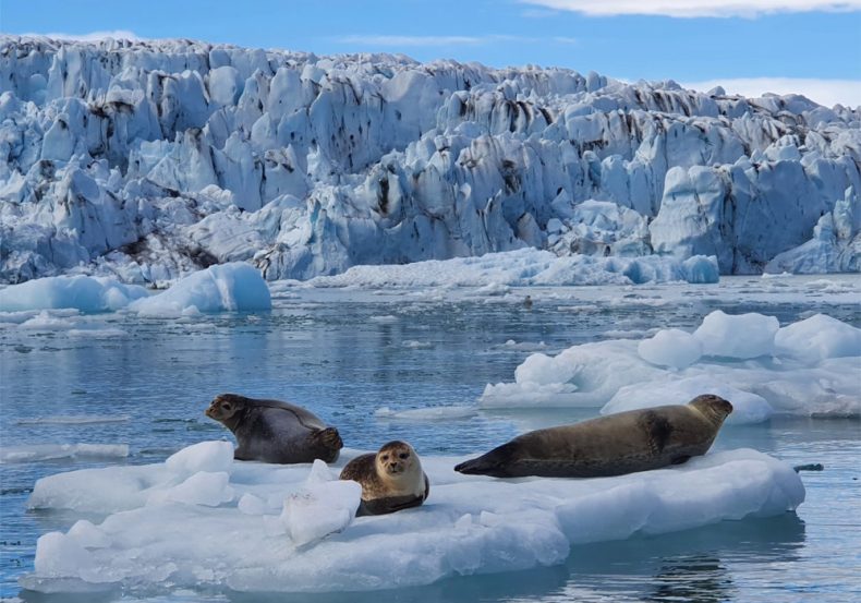 islandia_2026_amt (8)