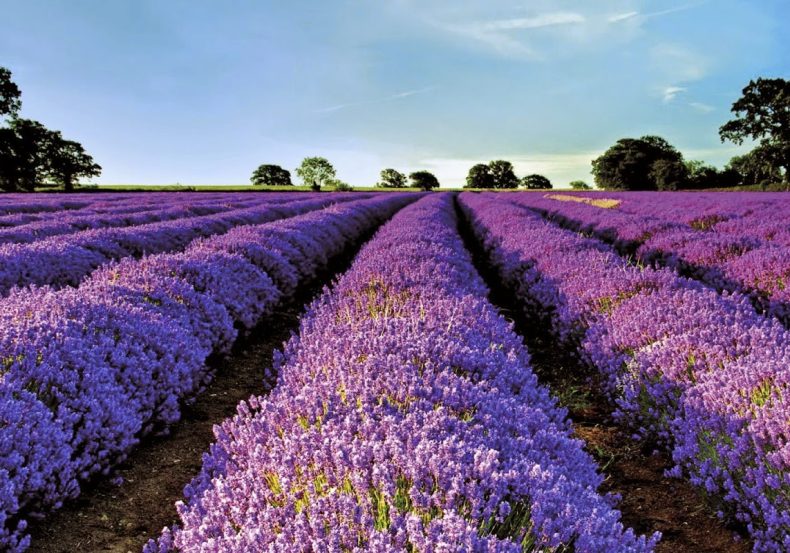 provence_cote_dazur_2027_amt_013